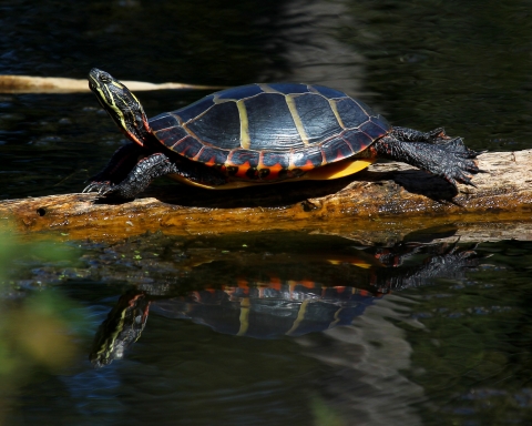 Painted turtle basks on a log partially submerged in murky waters. 