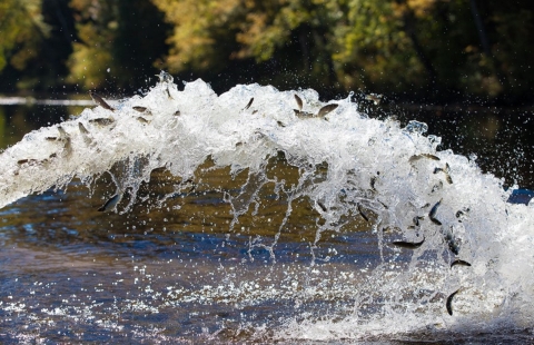 Stocking Atlantic salmon smolts