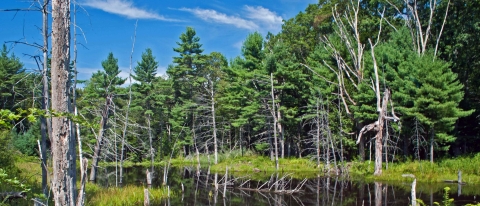 A serene lake next to bright green conifer trees and a blue sky