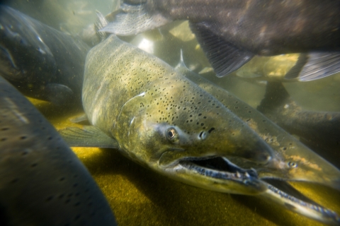 Tule Fall Chinook salmon