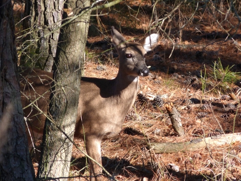 A white-tailed deer peeks out from behind a tree with a piece of grass hanging out of its mouth