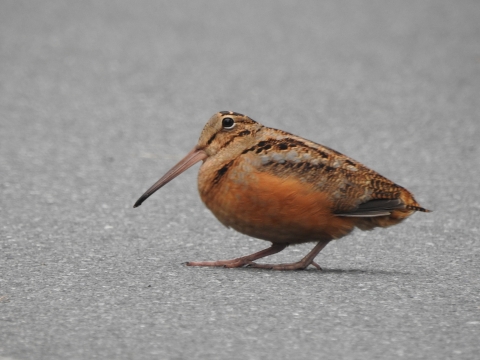 An American woodcock crossing the road