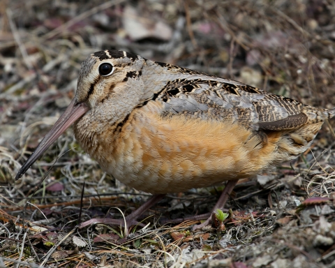 An American woodcock, stares straight into the camera lens. The bird blends into the background of brown and green. It has a small black eyes and long beak.