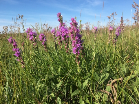 Dotted Blazing Star Wildflower