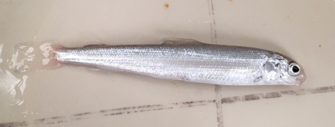 Juvenile round whitefish