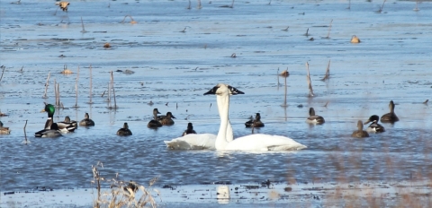 Swans at Delair Division of Great River National Wildlife Refuge