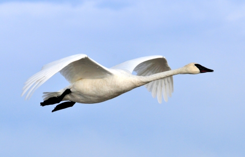 Large white bird with black beak and black feet in flight.