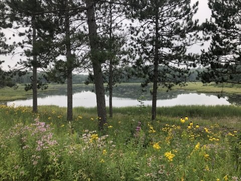 tamarac nwr pine and prairie in foreground of marsh