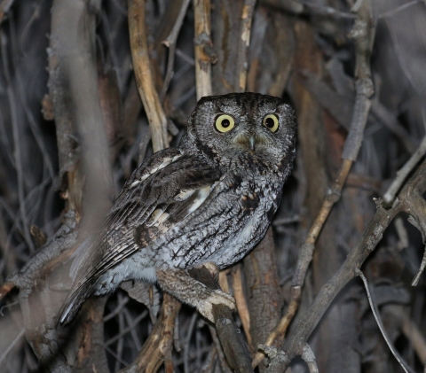 Western screech owl on branch