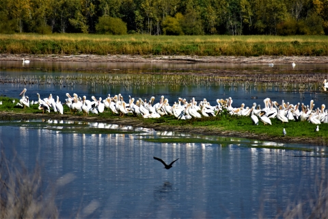 A pod of American white pelicans by Ryan Dziedzic