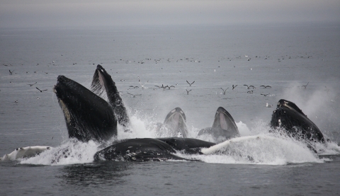 Whales breaching the surface with sea birds in the background