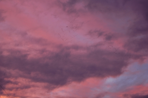 A dusk sky with pinks and blues