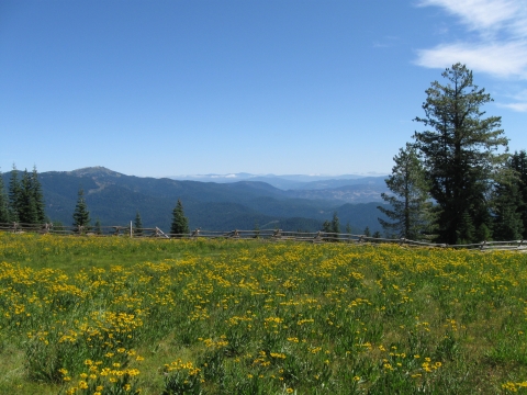 a green meadow with hills in the background