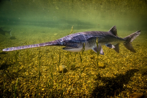 American paddlefish swimming