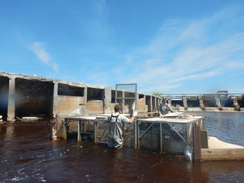 Biologists remove adult sea lamprey from a trap on the Manistique River in Michigan