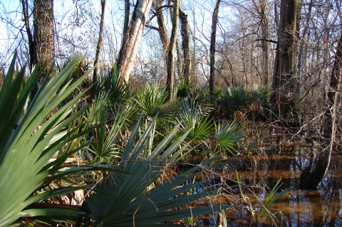 Palmettos in a bottomland hardwood forest