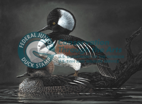 acrylic painting of a pair of hooded mergansers