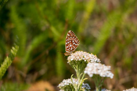 A small orange and white-spotted butterfly perches on a white flower with greenery in the background.