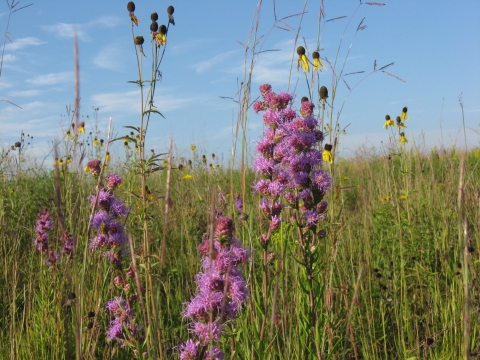 A ground view of a prairie with purple and yellow flowers