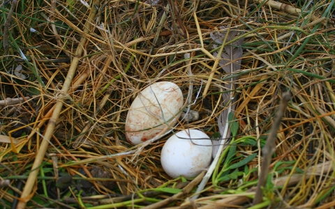 Two bird eggs nested green and brown grass with feathers next to them