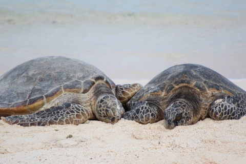 Green sea turtles on the beach