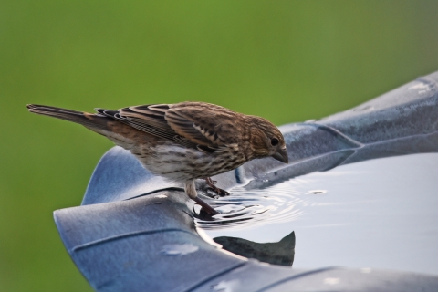 A house finch visits a bird bath