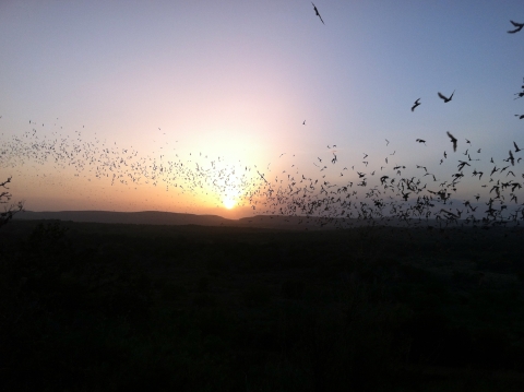 Mexican free-tailed bats flying at sunset