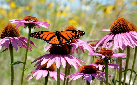 Monarch butterfly on purple coneflower