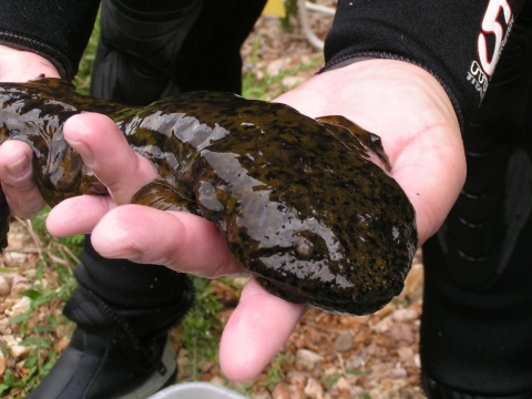 A biologist holds an Ozark hellbender