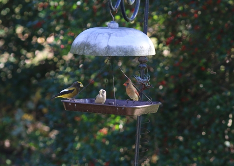 Three different looking small birds feed at a hanging tray bird feeder.