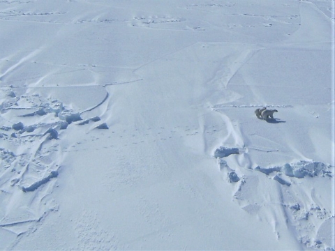 viewed from an airplane, a family of 3 polar bears walk across a snowy landscape.