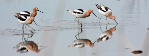 Four tan-black-and-white birds with long gray bills probing sand for food at the beach