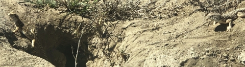 Two lizards at a burrow.