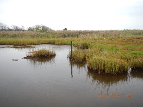 Saltmarsh composed of various cordgrasses