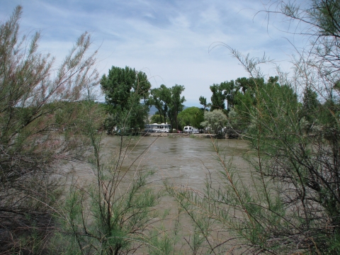 A muddy river is viewed through willows and tamarisk.