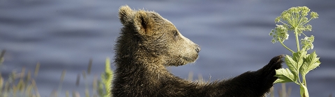 A brown bear standing and touching a piece of light green vegetation with water in the background