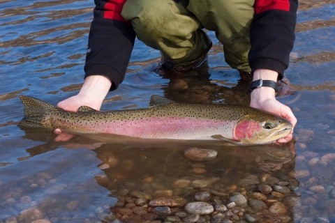 A wild steelhead in breeding colors is cradled in the Methow River.