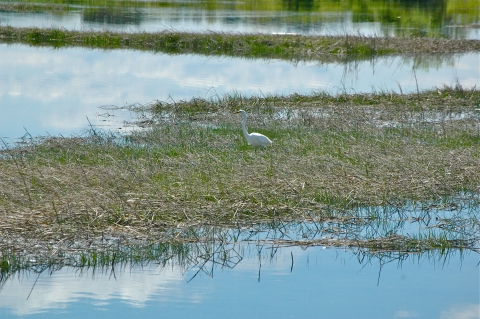 A great egret wades through the marshes of Frost Creek