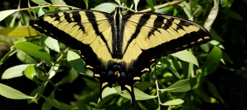 A yellow butterfly with black stripes spreads its wings wide.