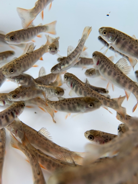 Brook trout fry waiting to be measured