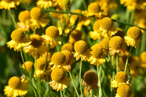 A cluster of bright yellow flowers called sneezeweed grows at Seedskadee National Wildlife Refuge in Wyoming.