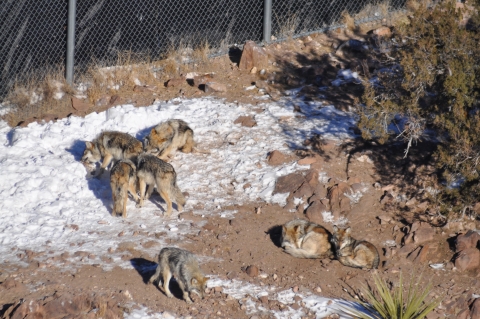 A group of Mexican wolves in patchy snow next to a tall fence.