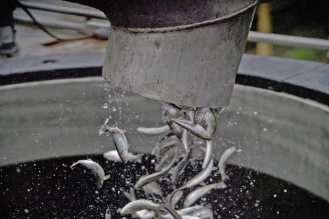 small fish coming out of a steel pipe