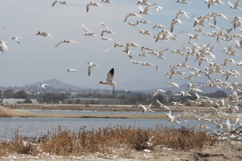 Flying avocet surrounded by terns 