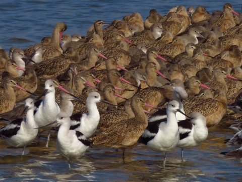 Avocets and godwits sitting on a spit at the Cedar Keys NWR