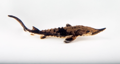 A small lake sturgeon swims against a white background. It has black and tan mottled scales and rows of small spikes along its body.