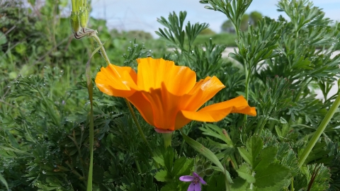 California poppy at Stone Lakes National Wildlife Refuge