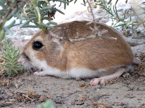 A small rodent with brown fur and a large, dark eye rests on all fours beneath a small bush on sandy soil. 