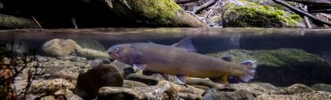 The photo view is split between above and below water. Above, there is a jumble of downed trees, boulders, and moss. Below, floating above the rocky bottom, is a fish in profile.