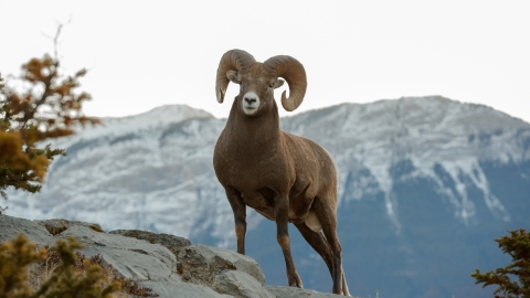 Argali Sheep